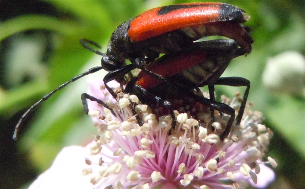 Stictoleptura cordigera accoppiamento